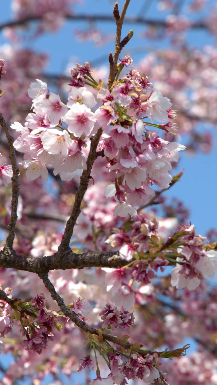 Primo piano di fiori di sakura rosa che ondeggiano delicatamente sui rami sotto la luce solare intensa a Tokyo, Giappone.