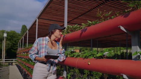 woman inspecting strawberries in a vertical farm