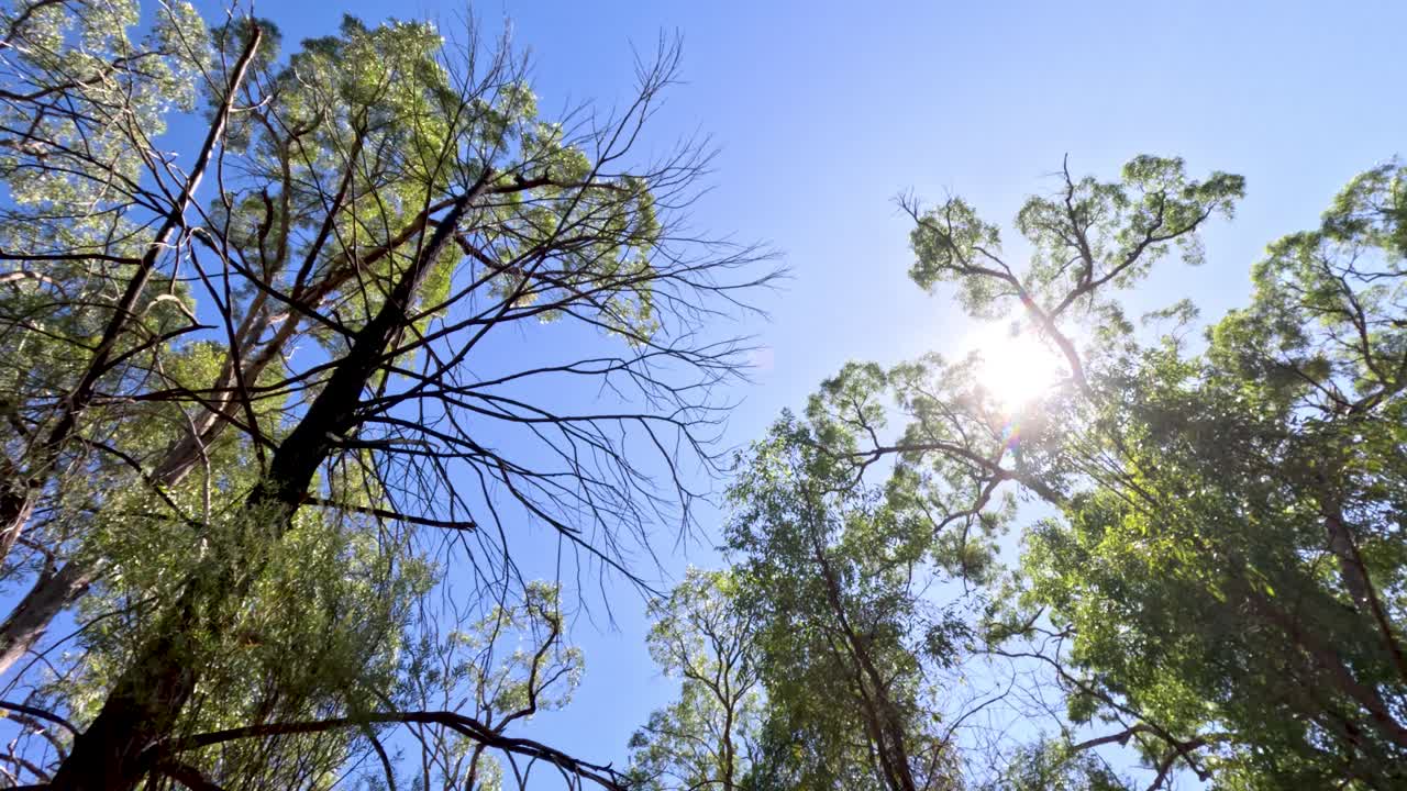 빛이 높은 숲의 나무를 통해 필터링