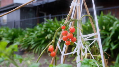 toma en cámara lenta de la lluvia cayendo sobre una vid de tomate de cereza en un jardín de vegetales en el patio trasero