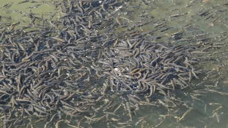 large flock of small fish swims near the water surface and eats bread in lake