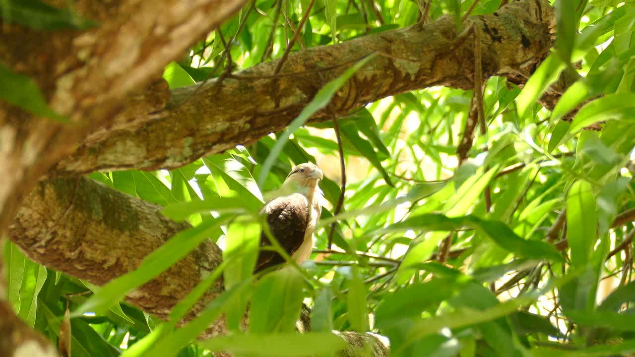 una caracara de cabeza amarilla se sienta encaramada en un árbol, observando su entorno en el bosque sudamericano