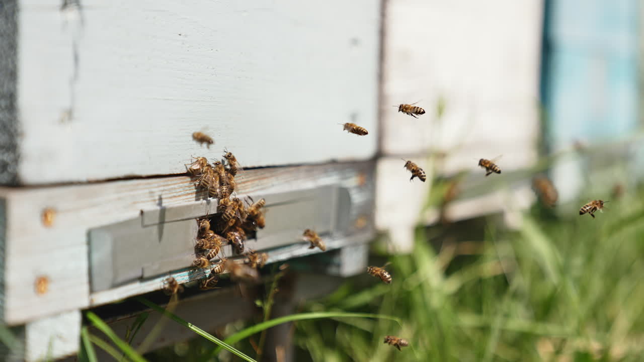 Busy bees at the entrance of a beehive. Bees carrying pollen into a wooden hive on blur grass background. Organic honey. Close-up.