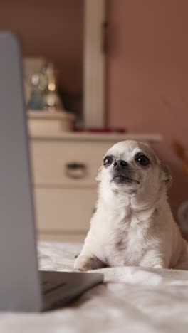 cute white chihuahua dog lying over belly on bed with laptop. vertical footage