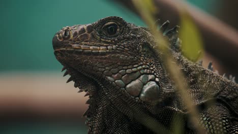 close up of green iguana on tropical nature habitat in costa rica