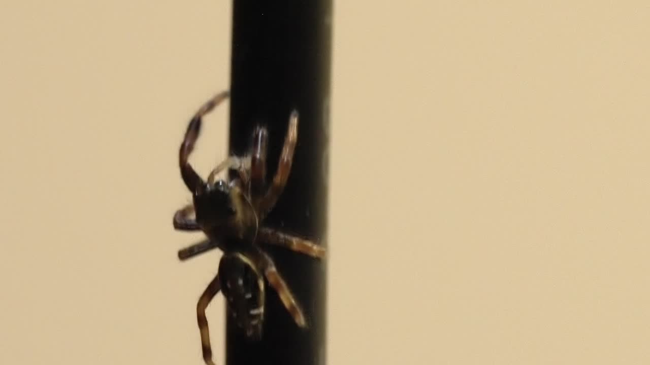 Close-Up: Agile Jumping Spider Crawling on a Vertical Surface