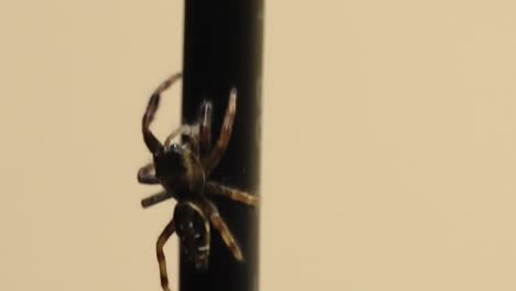 close-up: agile jumping spider crawling on a vertical surface