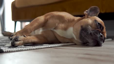 brown french bulldog sleeping in the floor with carpet