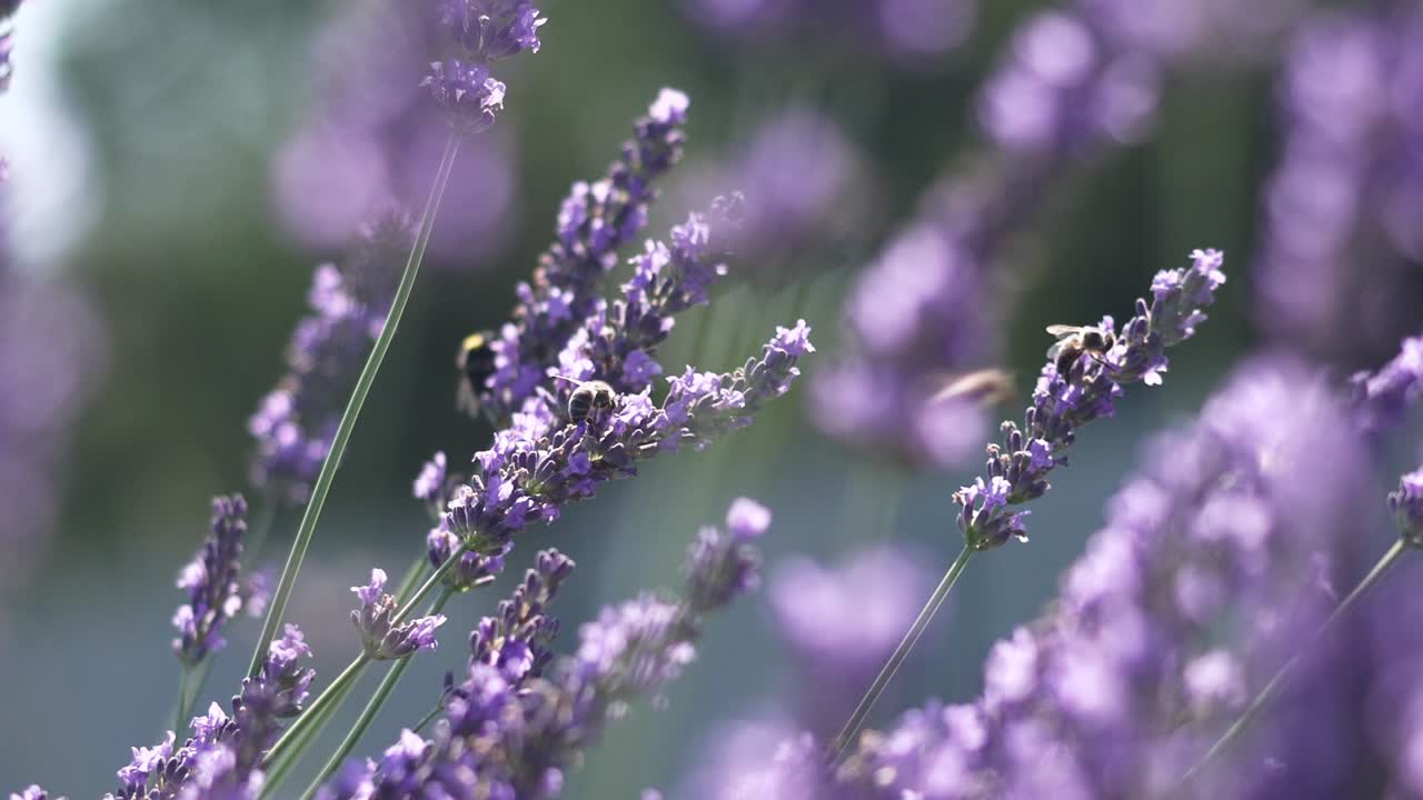 primer plano de una abeja en flores de lavanda mientras recoge néctar de polen