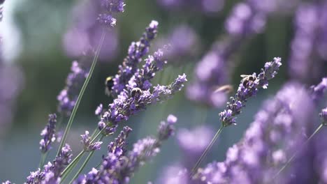 Close-up-of-a-bees-on-lavender-flowers-while-collecting-pollen-nectar