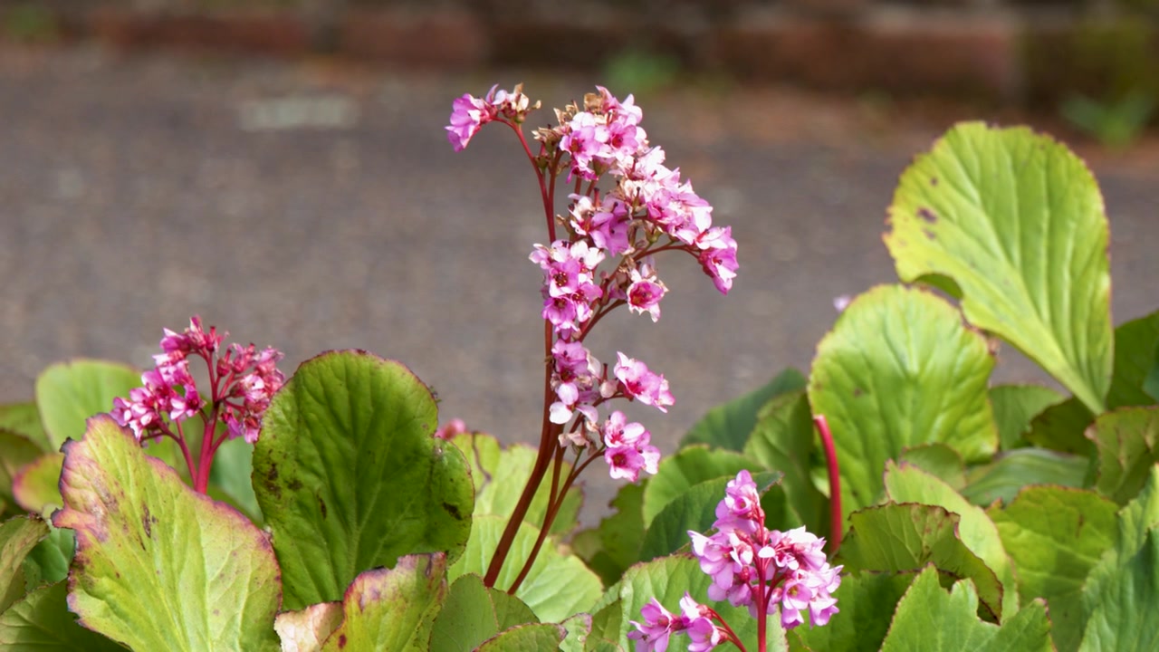 Nærbillede af lyserøde Bergenia-blomster og grønne blade i en have i Australien