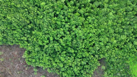 lots-of-trees-have-been-cut-down-in-the-forest-malvan-drone-shot