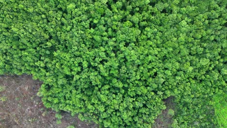 lots of trees have been cut down in the forest malvan drone shot