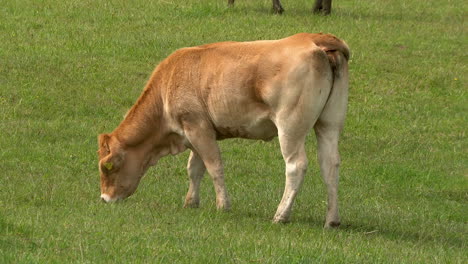 Braunes-Kalb-Weidet-An-Einem-Sonnigen-Tag-Grünes-Gras-Auf-Der-Wiese