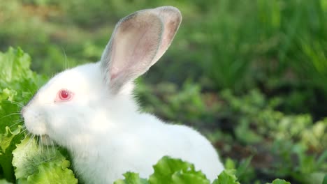 white rabbit eating fresh lettuce in a garden