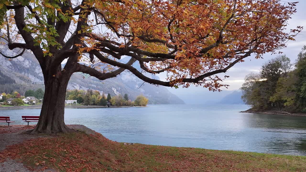 İsviçre, Walenstadt yakınlarındaki Walensee Gölü kıyısında, sonbahar ağaçları ve bankların bulunduğu göl kenarındaki parkı ortaya çıkaran geriye doğru uçan drone