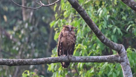 Camera-zooms-out-revealing-this-owl-on-a-perch-during-the-morning,-Buffy-Fish-Owl-Ketupa-ketupu,-Juvenile,-Thailand