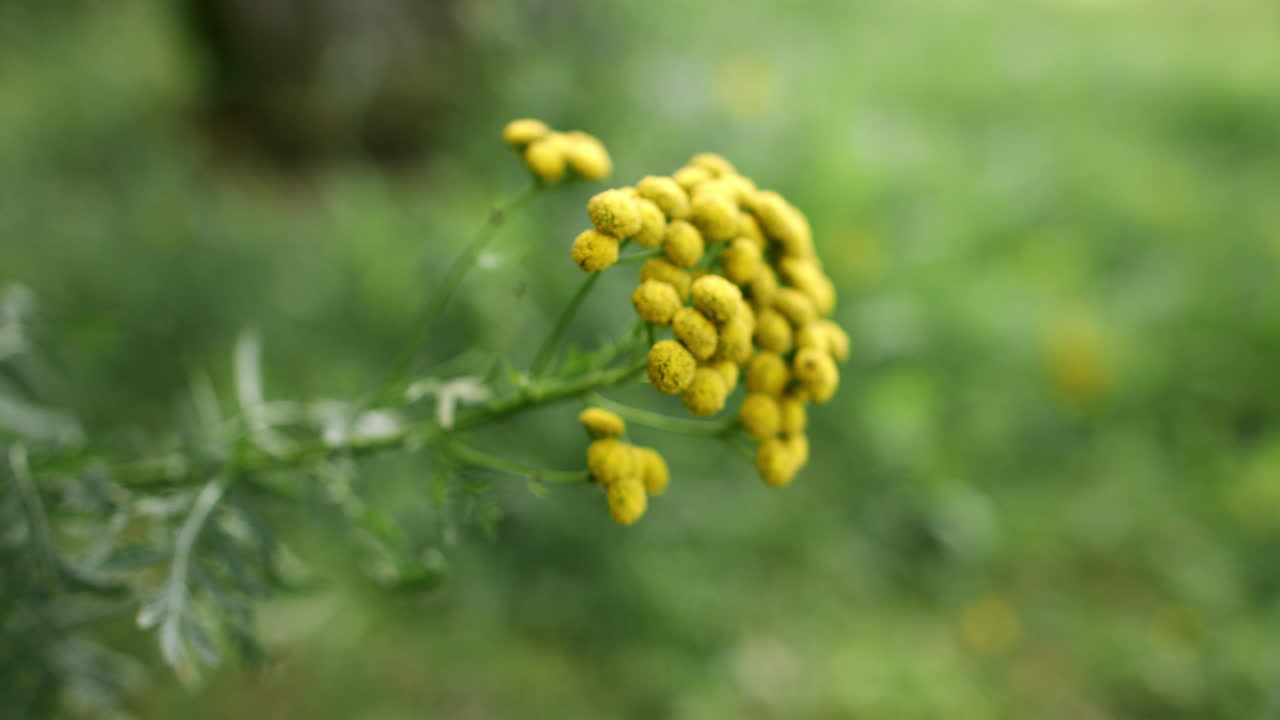 普通牛蒡菊的黄色花朵。牛蒡菊草本植物。黄色花朵。