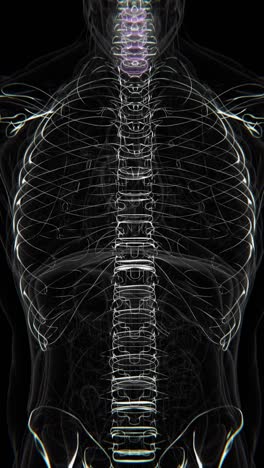 cervical spine neck discs bulging video | discs anatomy x-ray vertical video in hd | neck pain video