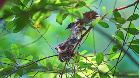 adult oriental pied fantail bird feeds babies in a cup-shaped nest in the forest. close-up shot