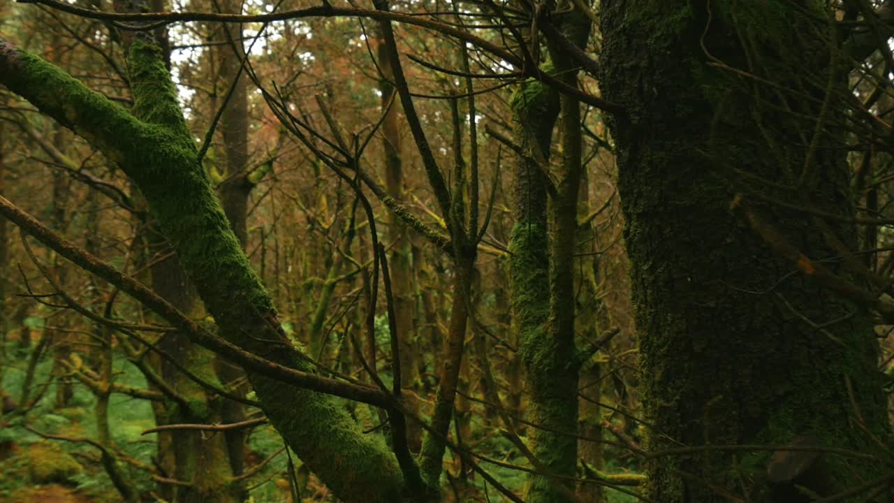 detalles de un árbol de musgo en un denso bosque irlandés