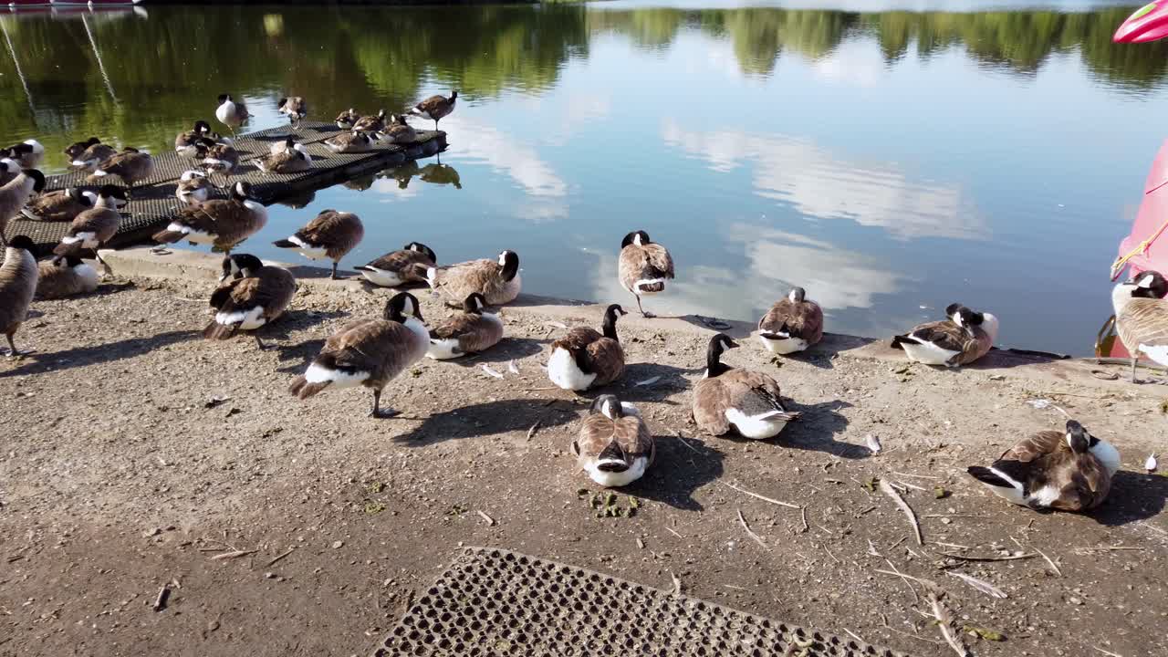 Si lisciano le piume per pulirle mentre riposano accanto a uno stagno in un parco pubblico locale a Mote Park, Regno Unito