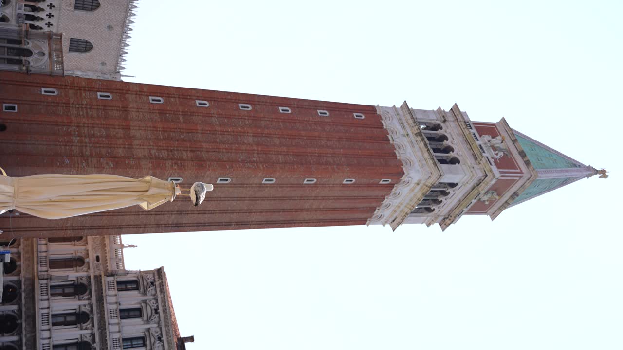 Saint Marko's Campanile and seagulls around in Venice, Italy