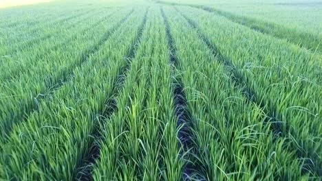 Vista-Aérea-De-ángulo-Bajo-Sobre-Campos-De-Arroz-Que-Crecen-En-Hileras.