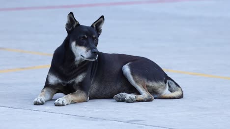 a dog resting calmly on the pavement