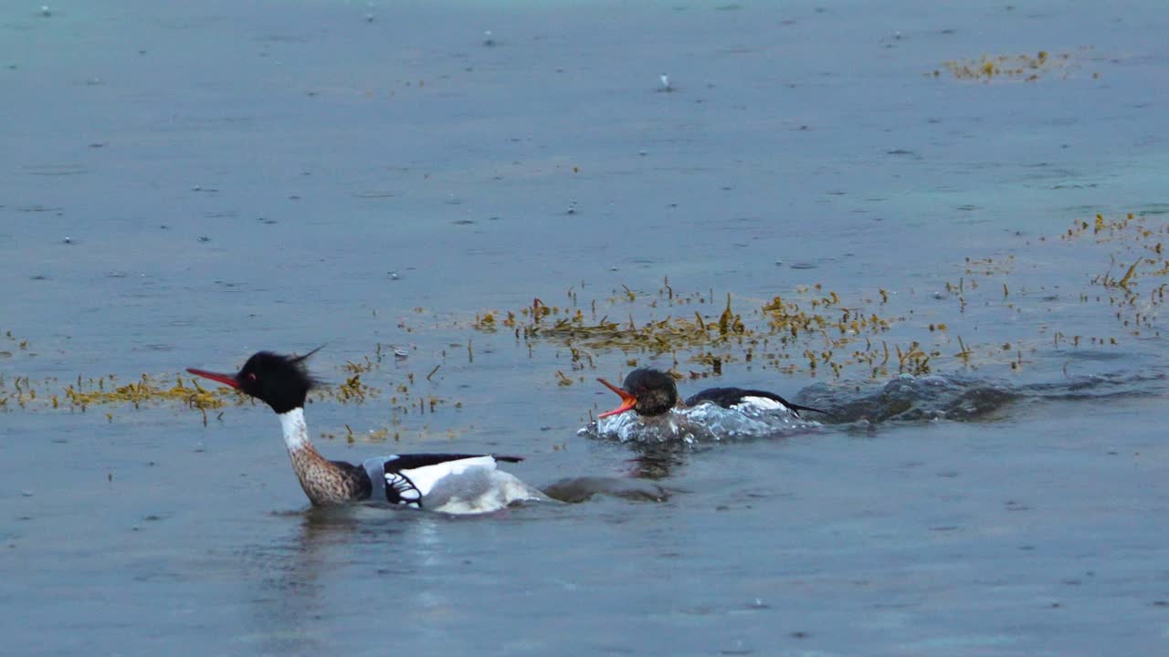 Red-breasted merganser chasing each other and attacking, agression