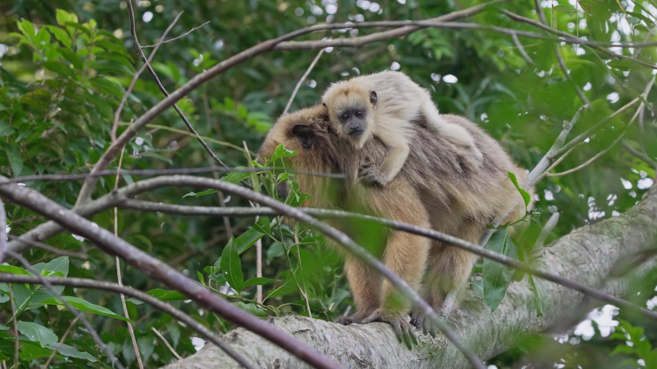 豊かな葉に囲まれた木の枝の上で赤ちゃんを運ぶ母ホエザル。野生動物ドキュメンタリーや教育コンテンツに最適です