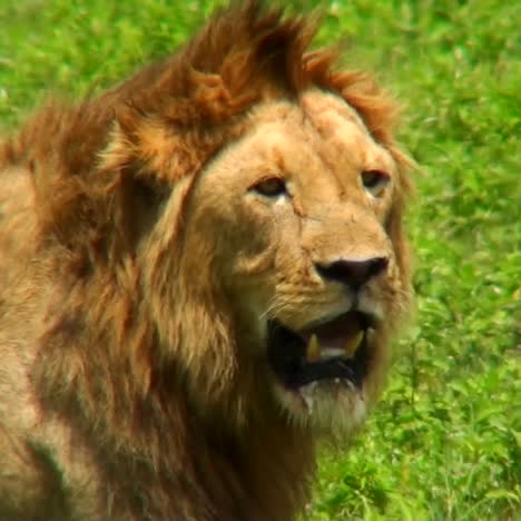 Ein-Männlicher-Löwe-Dreht-Sich-Um-Und-Sieht-Uns-In-Den-Ebenen-Afrikas-An