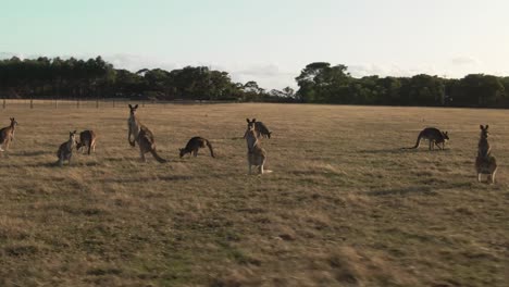 4k-Grupo-Aéreo-De-Canguros-Parados-En-Un-Camión-De-Drones-De-Campo-Tiro-De-Derecha-A-Izquierda