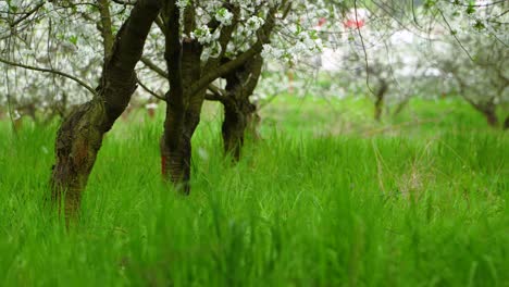 Alter-Vernachlässigter-Obstgarten-In-Voller-Blüte,-Der-Bei-Starkem-Wind-Weiße-Blütenblätter-Abwirft