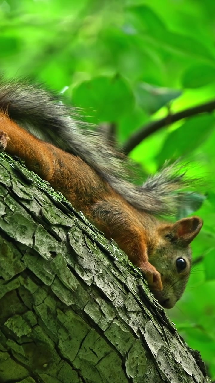 Simpatico scoiattolo che riposa su un ramo d'albero in una foresta verde