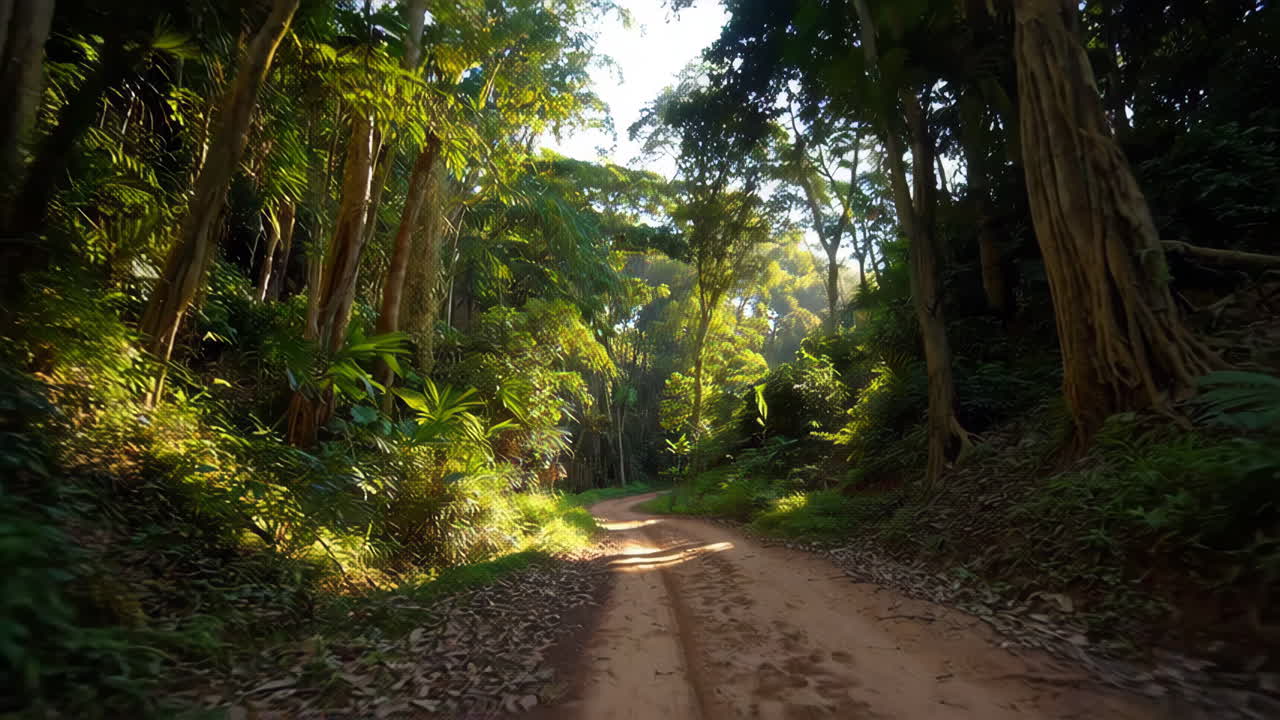 Jungle Path in Tropical Forest