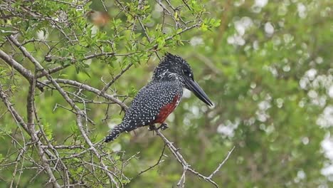 White spotted dark plumage of distinctive giant kingfisher perched in tree, tele
