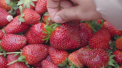 fresh strawberries