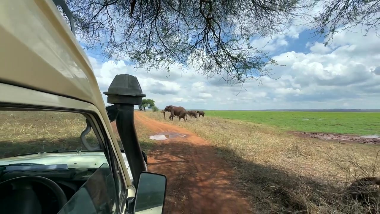 Un veicolo safari arretra per far attraversare la strada a una mandria di elefanti africani di savana (Loxodonta africana). Parco Nazionale del Tarangire, Tanzania.