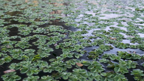 водное растение латук или pistia stratiostes в резервуаре для очистки воды, снято при увеличении масштаба движения справа налево