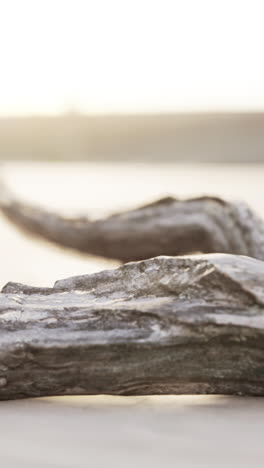 driftwood on a sandy beach at sunset