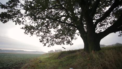 a stunning view of a tree swing on a beautiful misty morning in zlotoryja, south western poland - wide shot