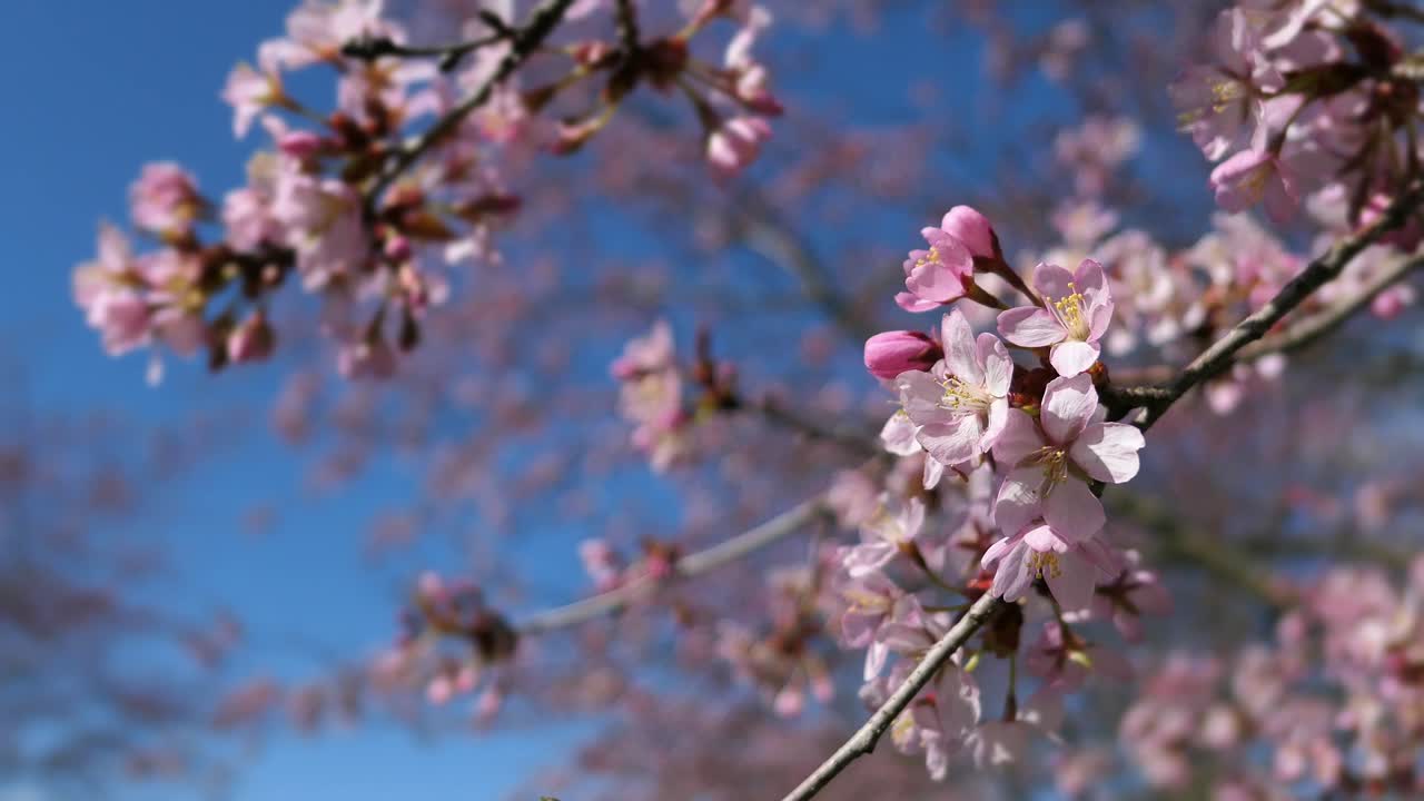 Japanese cherry blossom tree flowers against blue sky, Sakura season Hanami