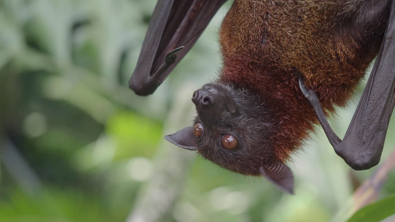 Primo piano di un pipistrello della frutta appeso a testa in giù in una foresta tropicale