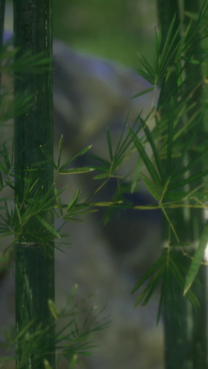 Dance of bamboo leaves swaying gently in the breeze by a serene pond