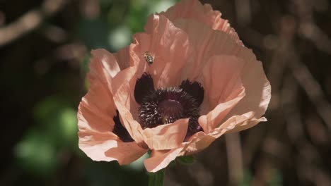 abeja flotando sobre una amapola rosa pálida antes de aterrizar en cámara lenta