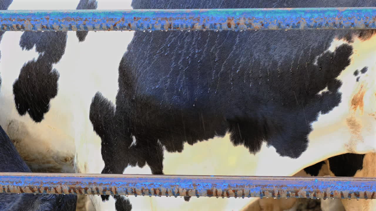 샤워 시스템이 개와 송아지를 냉각시키기 위해 열립니다.