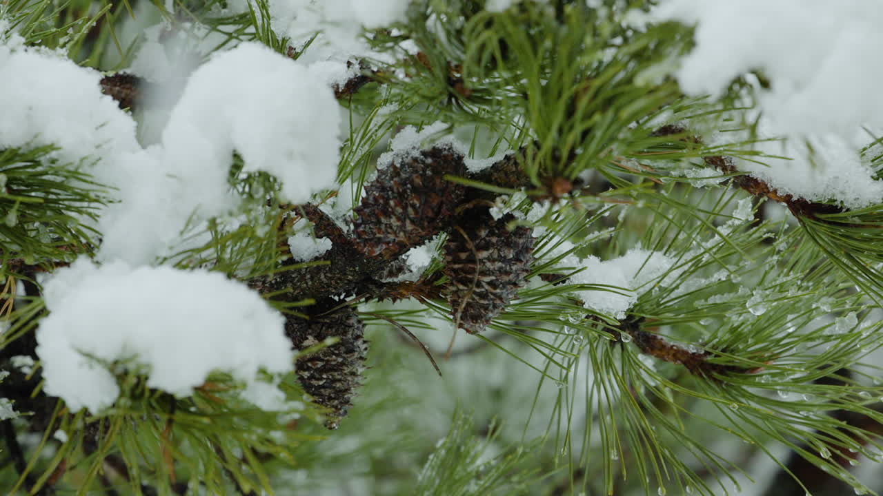 Closeup of pine cones on snowy branches during winter in Maine. Clip B.