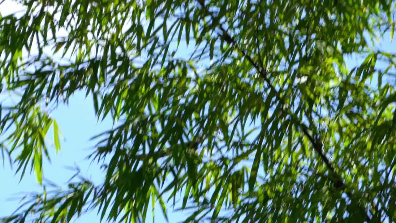 먹이를 찾아 계속해서 비행하는 독수리