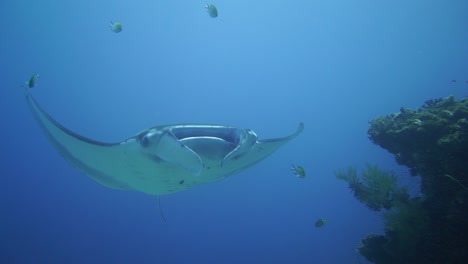 Ein-Mantaray-Schwebt-über-Einem-Korallenbommie,-Um-Von-Fischen-Gereinigt-Zu-Werden